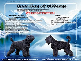 Confirmation de gestation