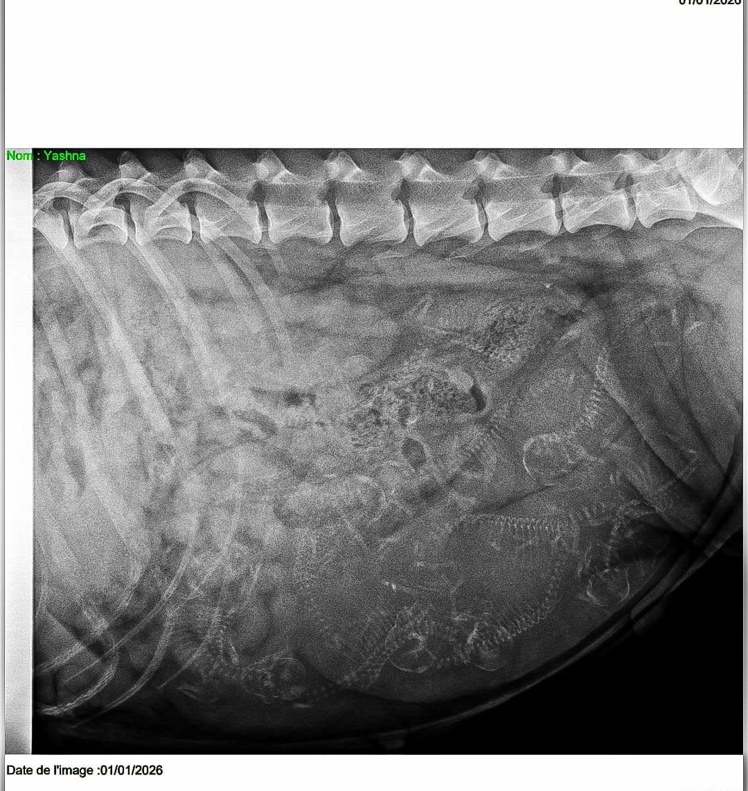 Bientôt les bébés!