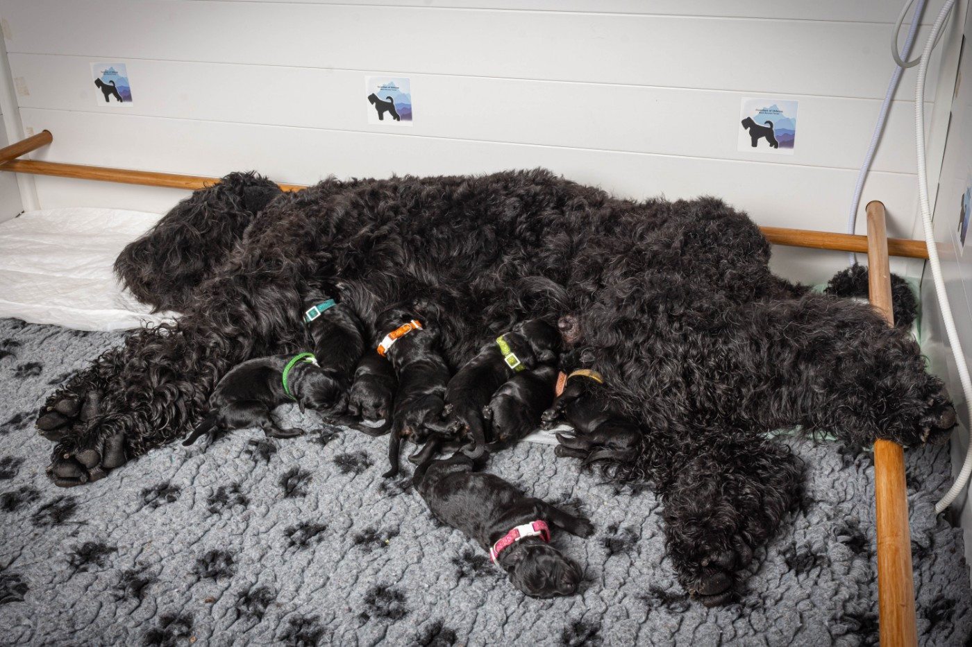 Les bébés sont nés!