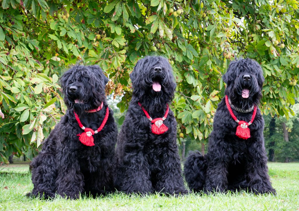 Guardian Of Oliferne - Nationale d'Elevage Romorantin 13/09