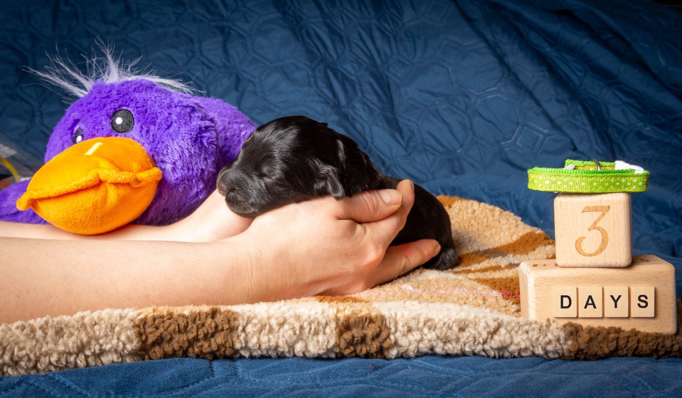 Guardian Of Oliferne - Chiots disponibles - Terrier noir