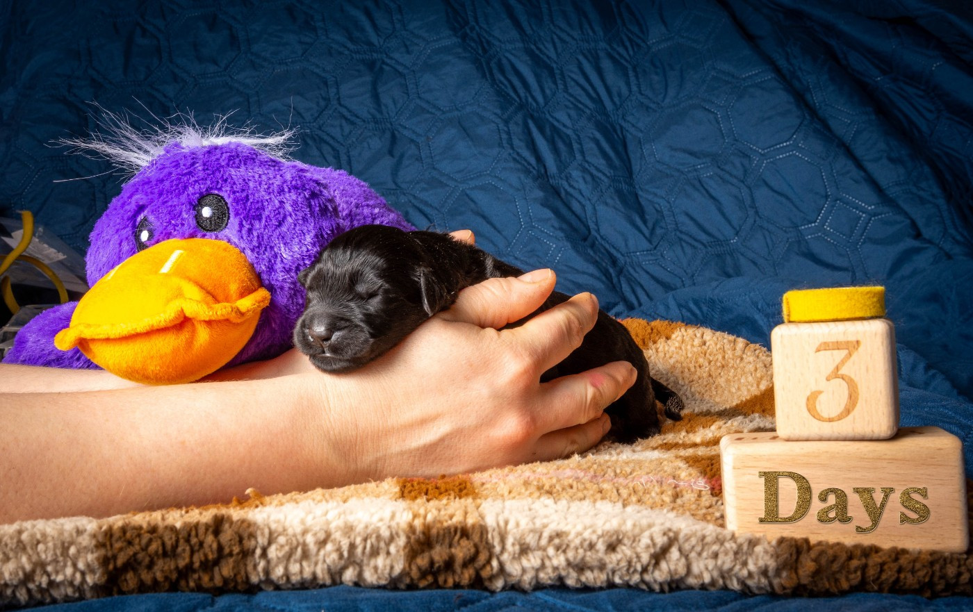 Guardian Of Oliferne - Chiots disponibles - Terrier noir