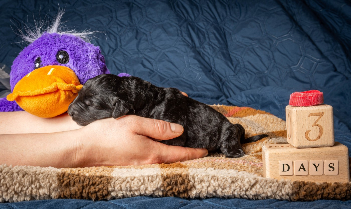 Guardian Of Oliferne - Chiots disponibles - Terrier noir