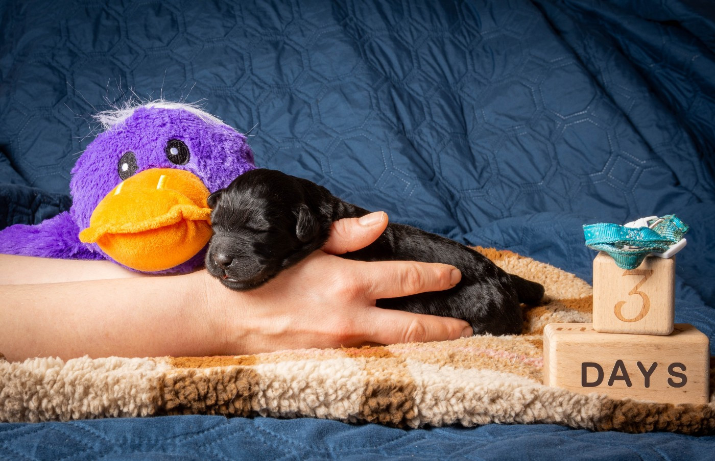 Guardian Of Oliferne - Chiots disponibles - Terrier noir