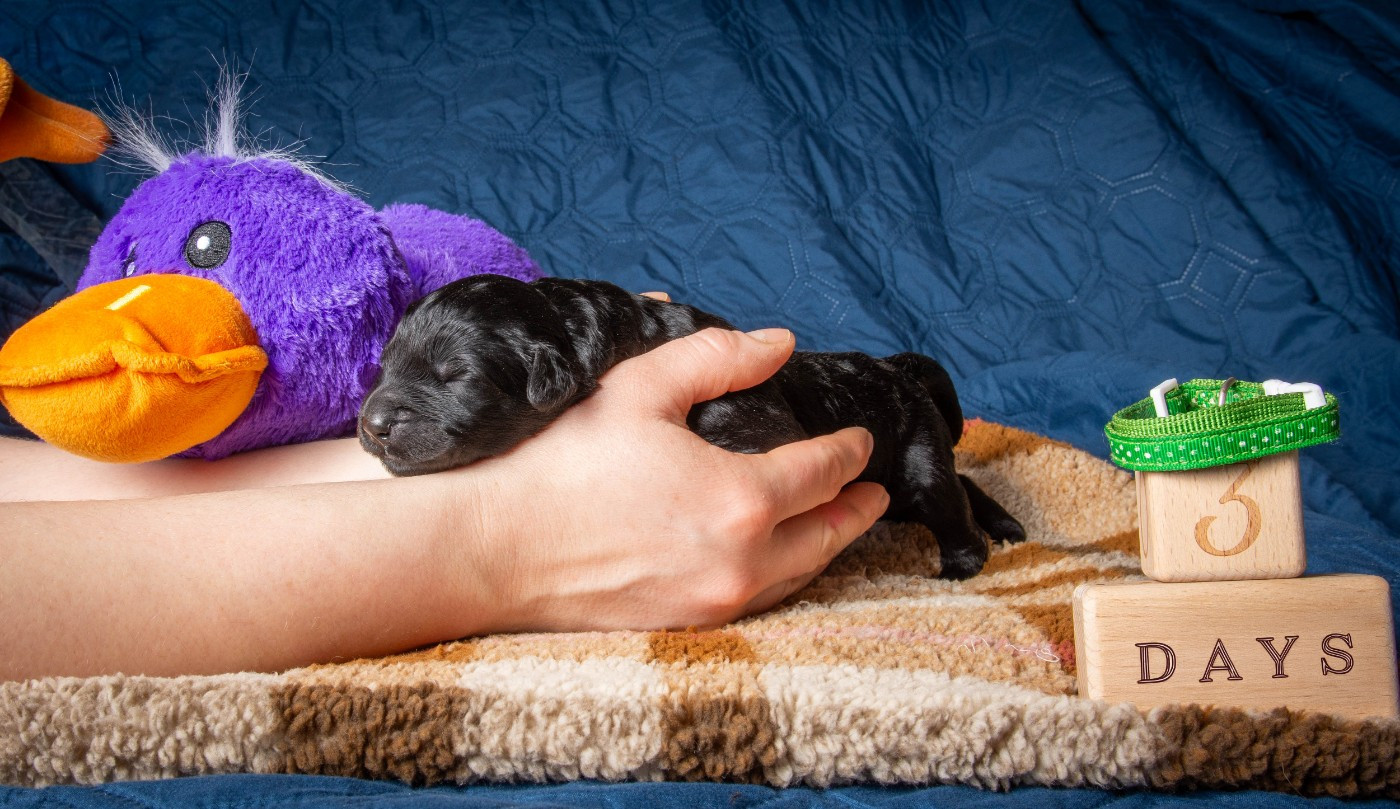 Guardian Of Oliferne - Chiots disponibles - Terrier noir