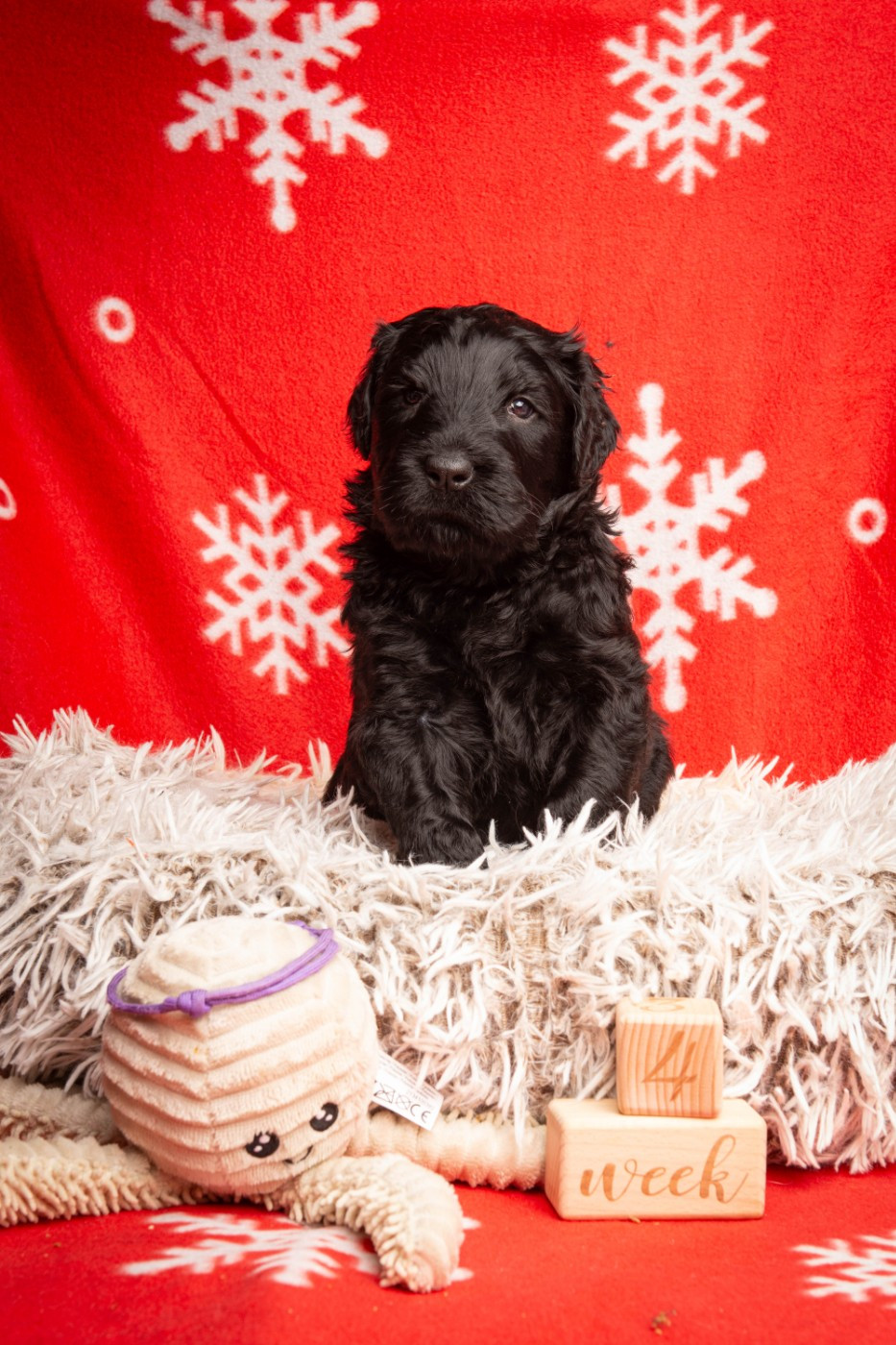 Guardian Of Oliferne - Chiots disponibles - Terrier noir