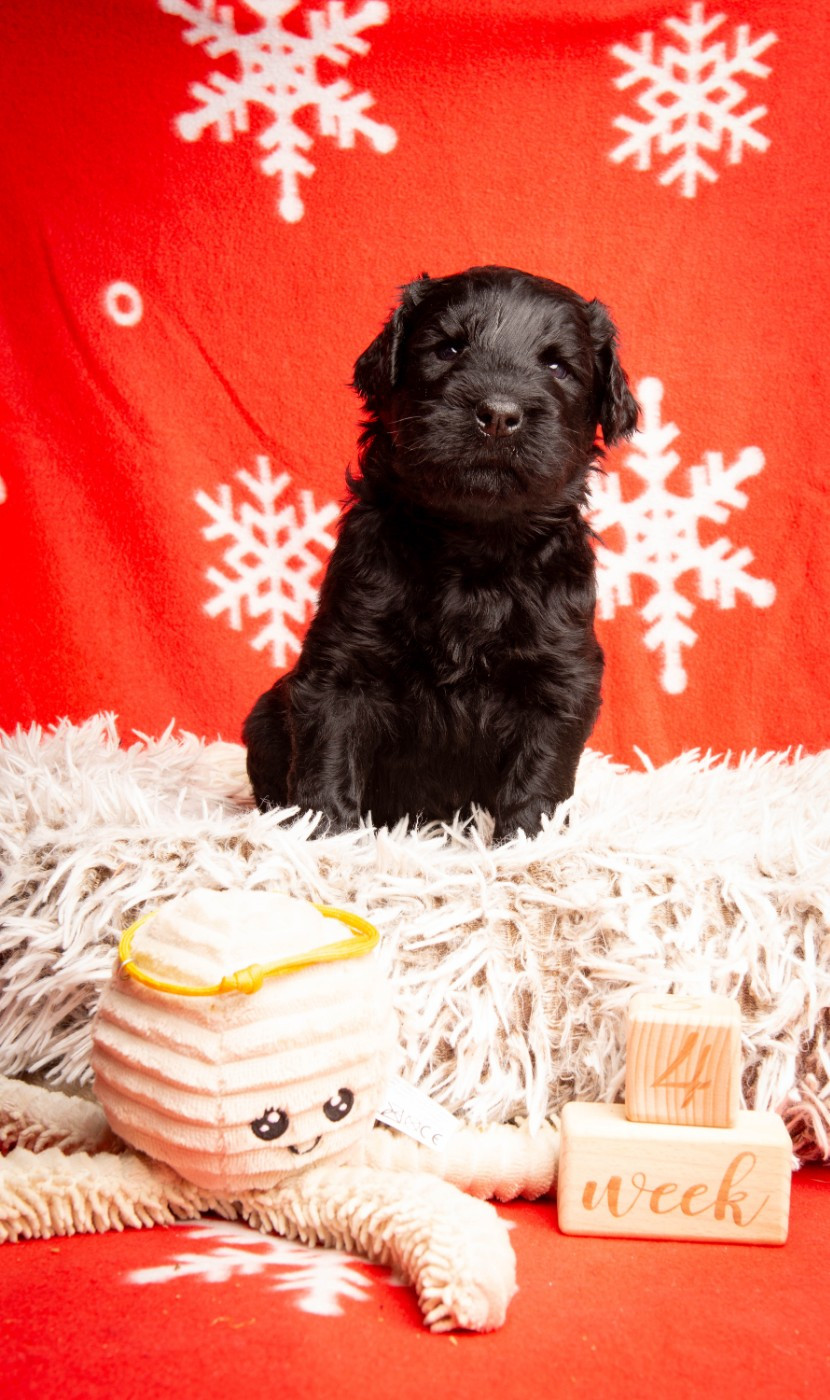 Guardian Of Oliferne - Chiots disponibles - Terrier noir