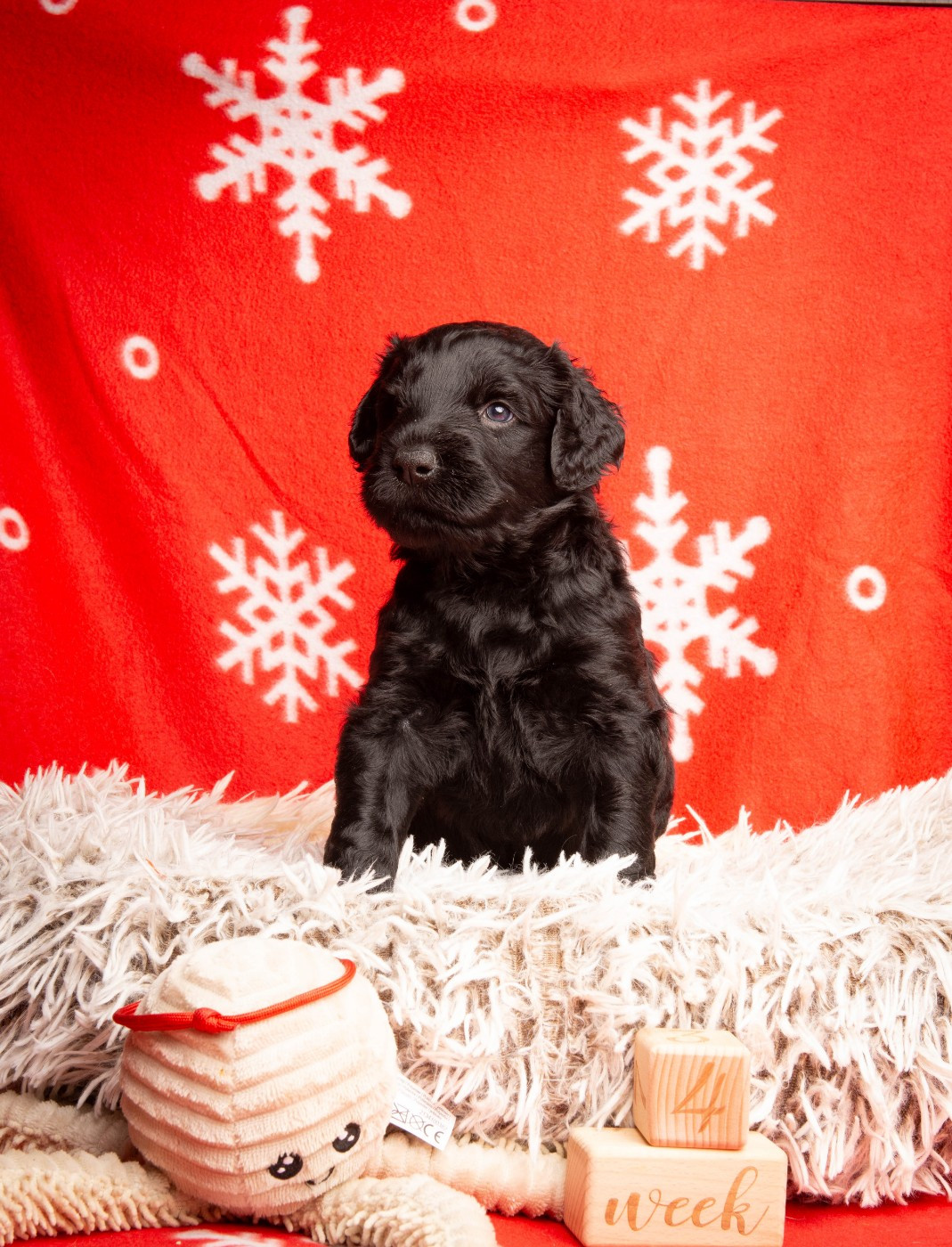 Guardian Of Oliferne - Chiots disponibles - Terrier noir