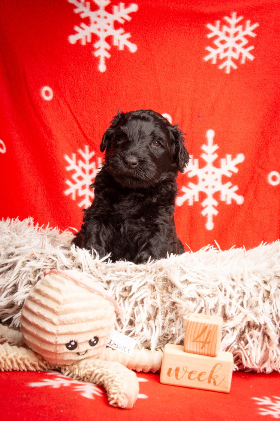 Guardian Of Oliferne - Chiots disponibles - Terrier noir