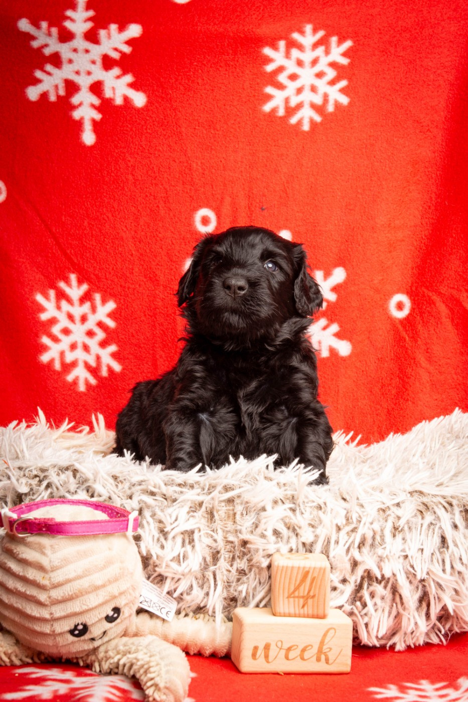 Guardian Of Oliferne - Chiots disponibles - Terrier noir