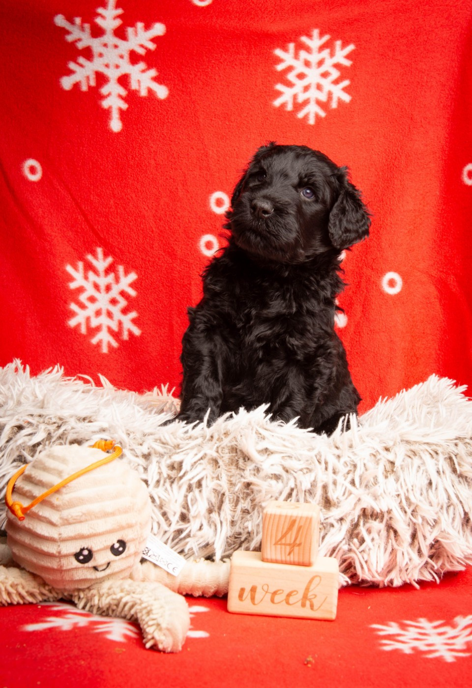 Guardian Of Oliferne - Chiots disponibles - Terrier noir