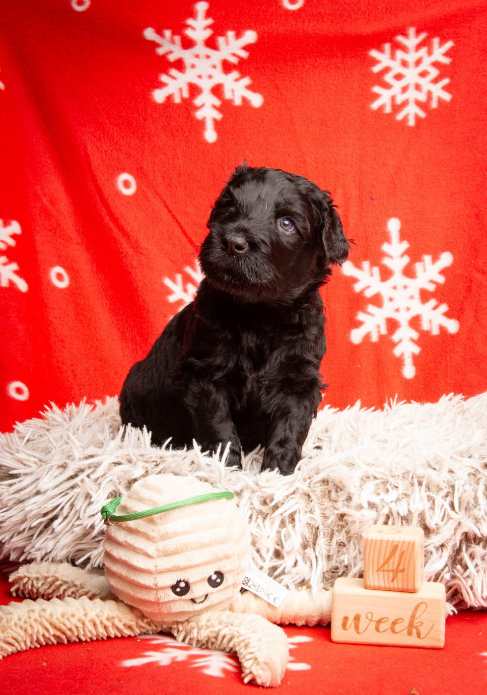 Guardian Of Oliferne - Chiots disponibles - Terrier noir