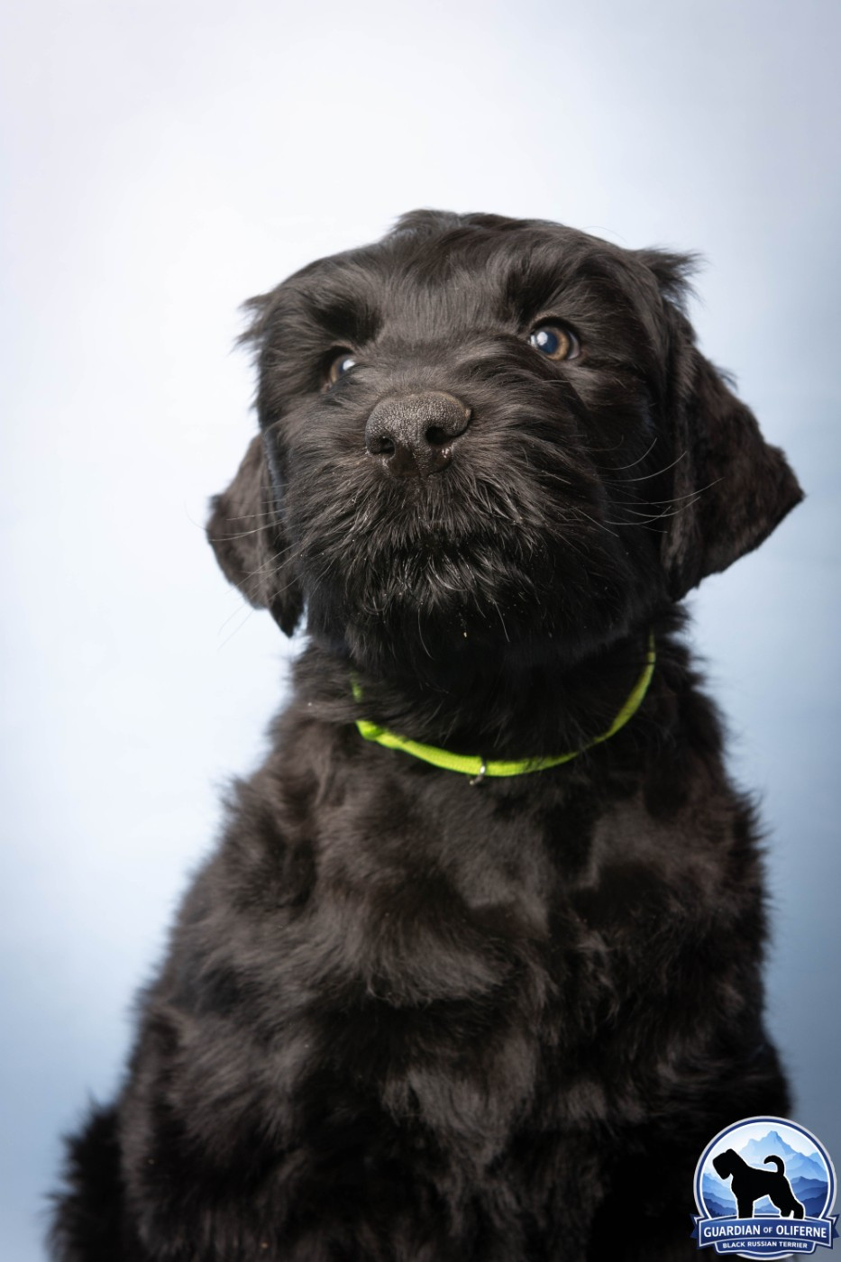 Guardian Of Oliferne - Chiots disponibles - Terrier noir