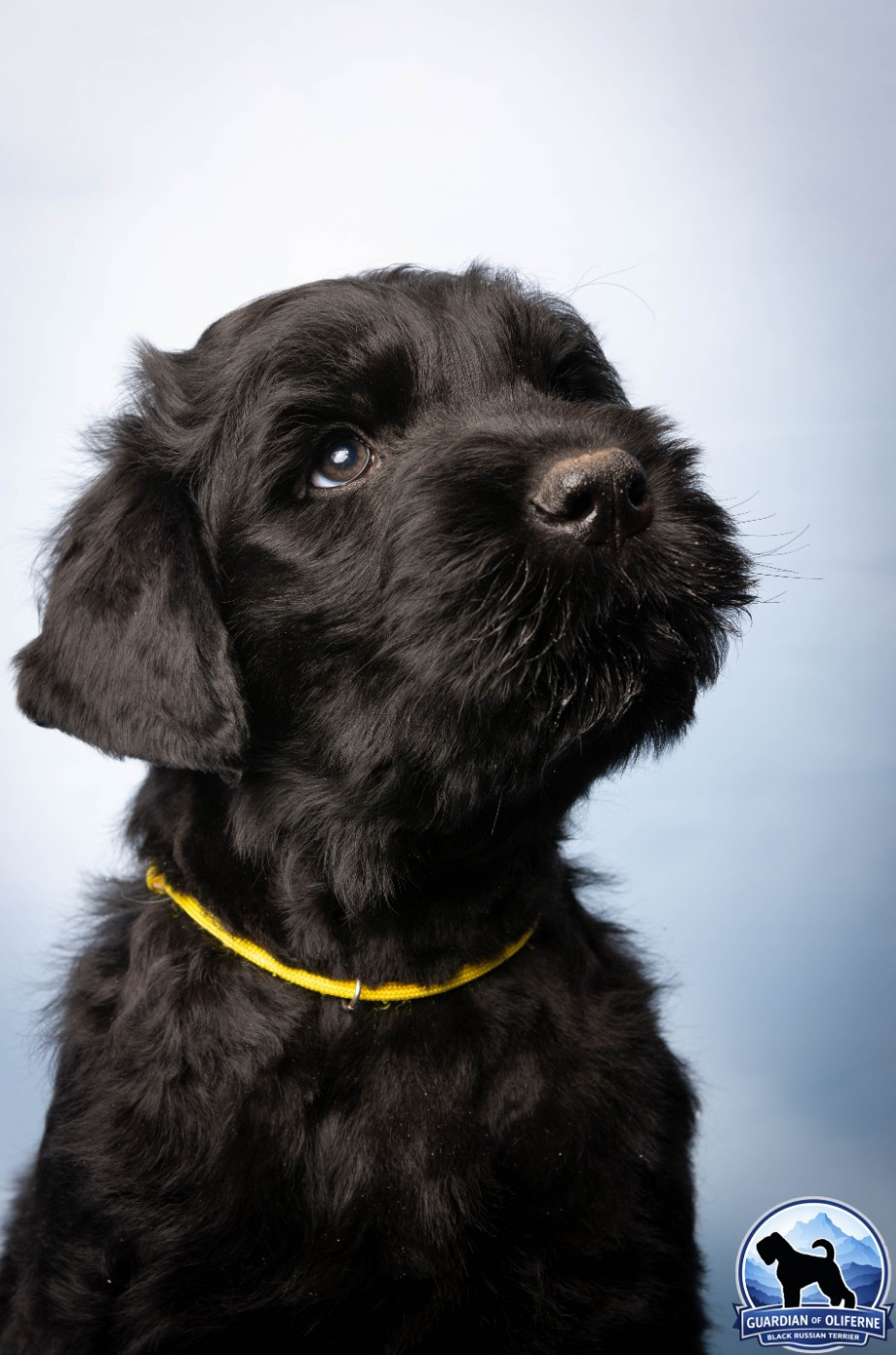 Guardian Of Oliferne - Chiots disponibles - Terrier noir