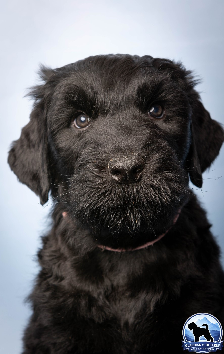 Guardian Of Oliferne - Chiots disponibles - Terrier noir