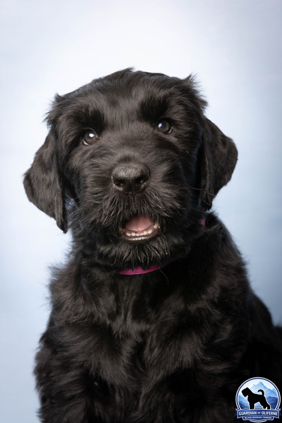 Guardian Of Oliferne - Chiots disponibles - Terrier noir