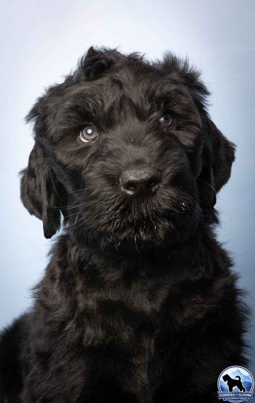 Guardian Of Oliferne - Chiots disponibles - Terrier noir