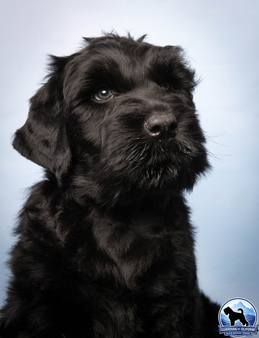Guardian Of Oliferne - Chiots disponibles - Terrier noir