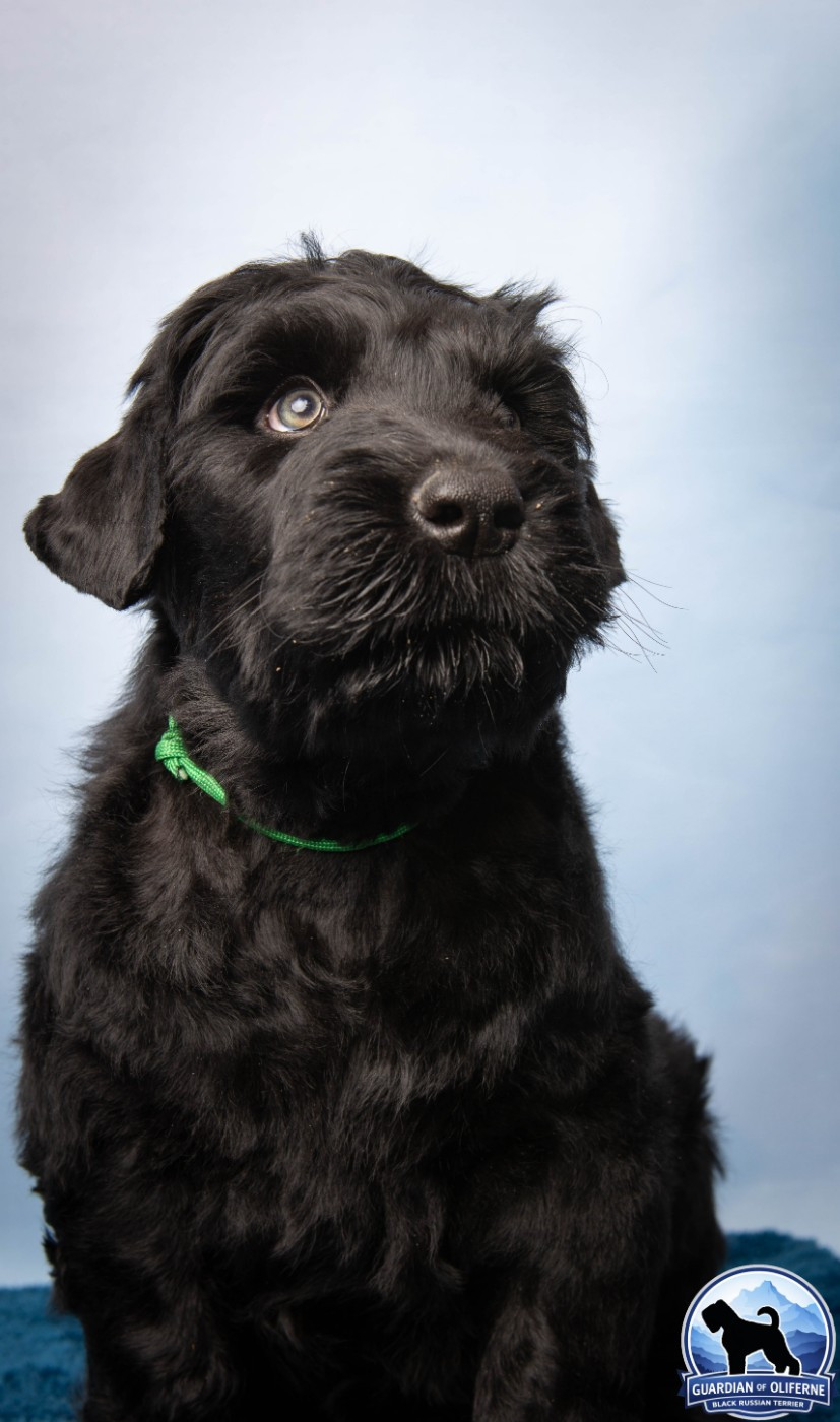 Guardian Of Oliferne - Chiots disponibles - Terrier noir