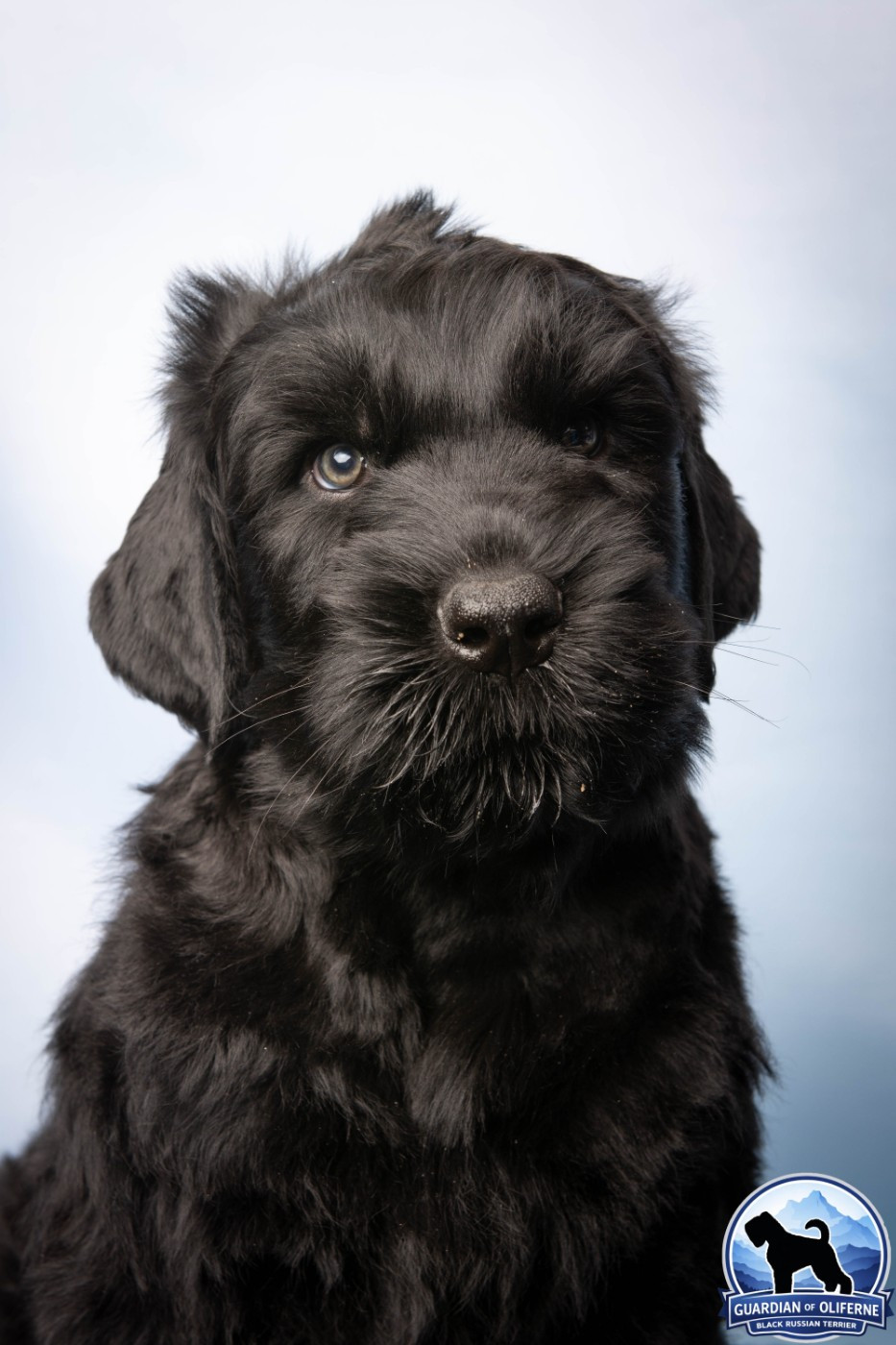 Guardian Of Oliferne - Chiots disponibles - Terrier noir